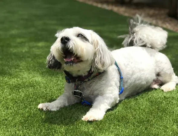 Artificial grass pet area for dogs in Johns Creek, GA